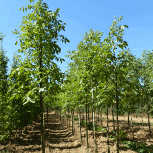 JUGLANS regia