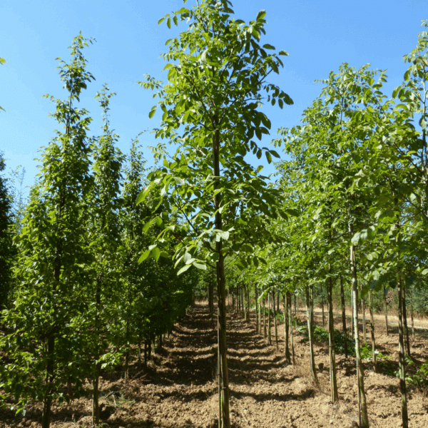 JUGLANS regia – Image 7