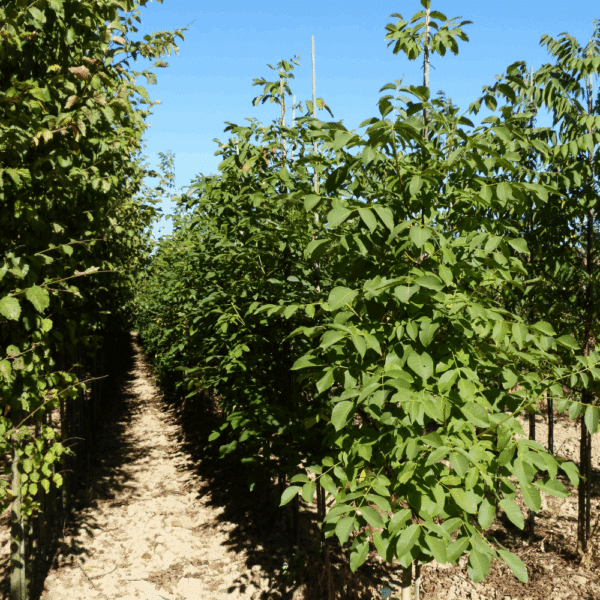 JUGLANS regia – Image 6