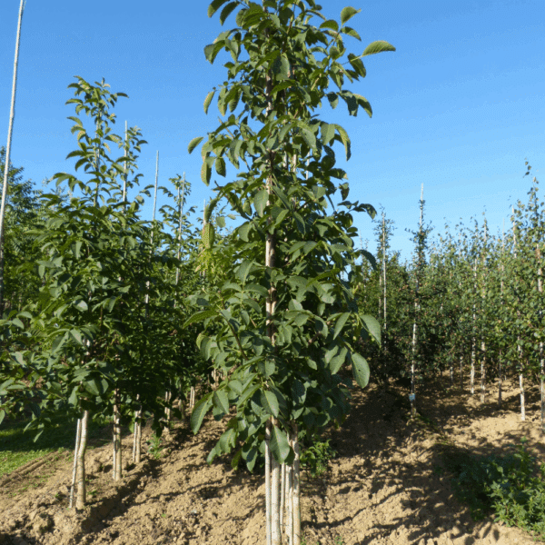 JUGLANS regia – Image 5