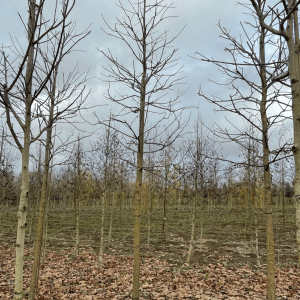 JUGLANS regia – Image 4