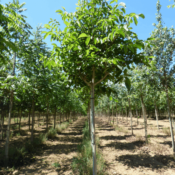 JUGLANS regia – Image 3