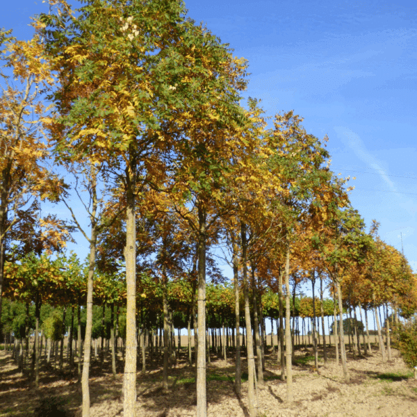 KOELREUTERIA paniculata – Image 4