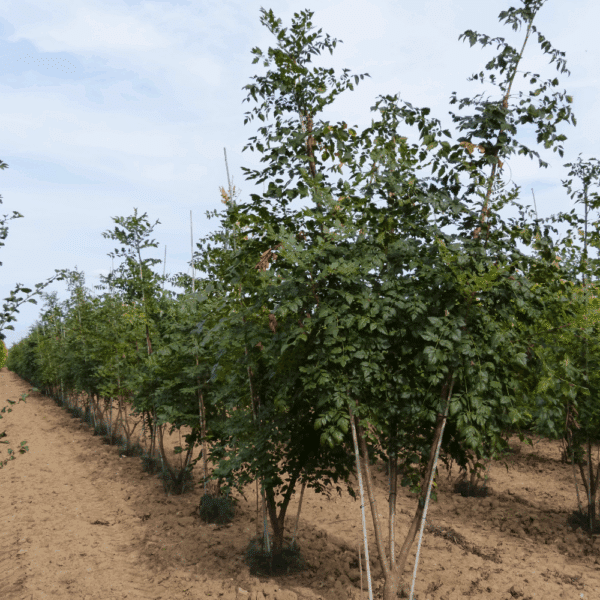 KOELREUTERIA paniculata – Image 13