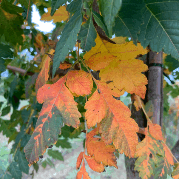 KOELREUTERIA paniculata – Image 5