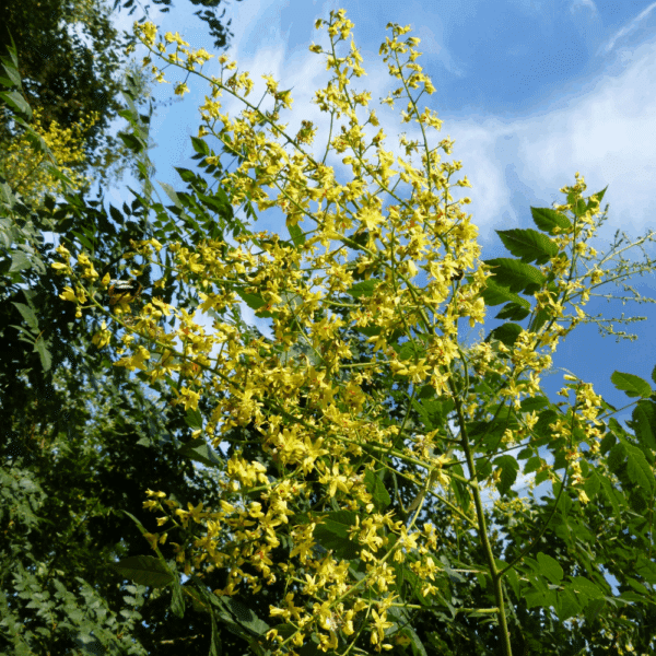KOELREUTERIA paniculata – Image 2