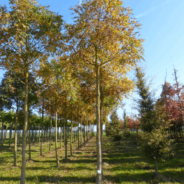 KOELREUTERIA paniculata – Image 6