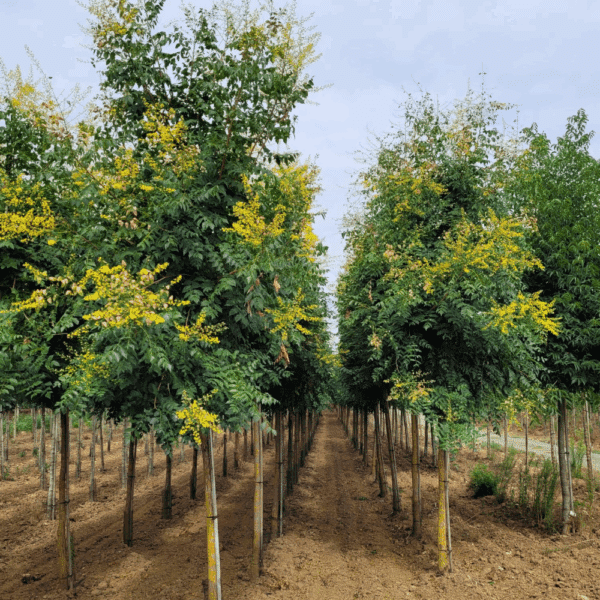 KOELREUTERIA paniculata – Image 8
