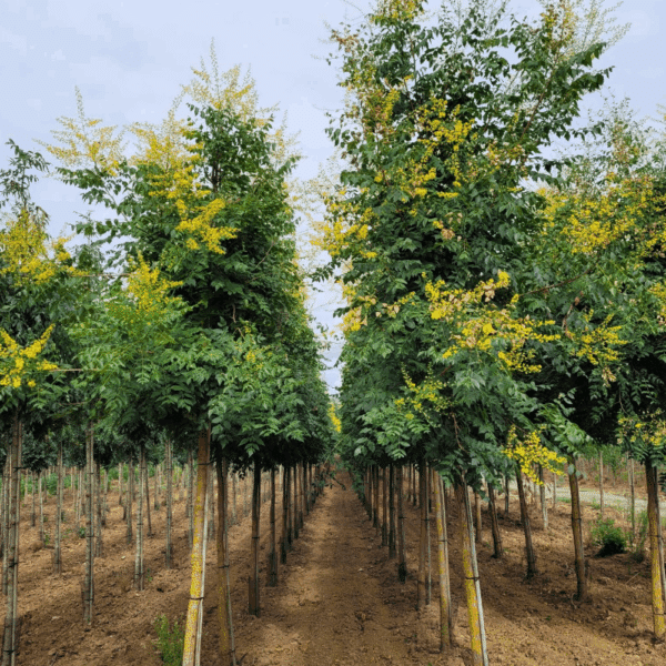 KOELREUTERIA paniculata – Image 3
