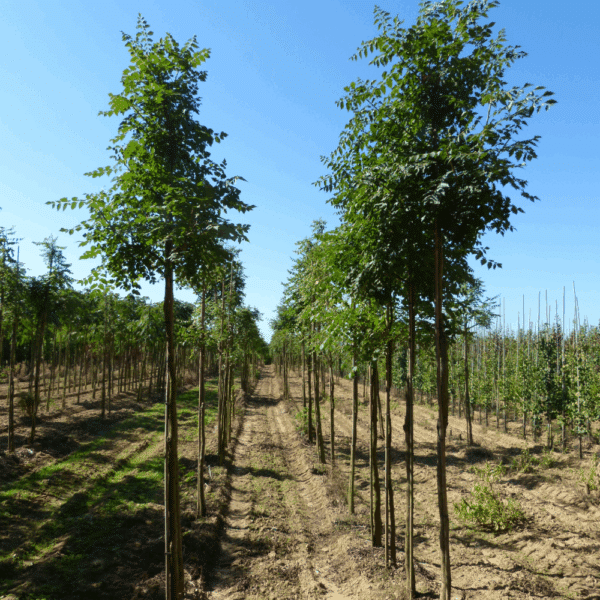 KOELREUTERIA paniculata – Image 12