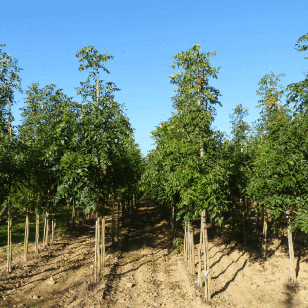 KOELREUTERIA paniculata – Image 11