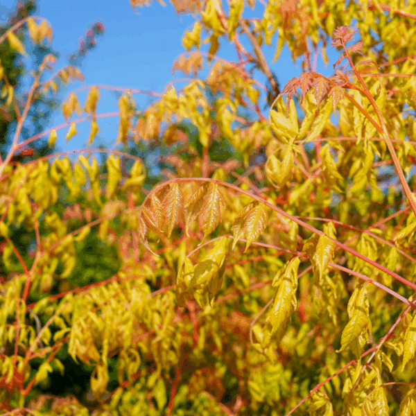 KOELREUTERIA paniculata 'Coral Sun®' – Image 2