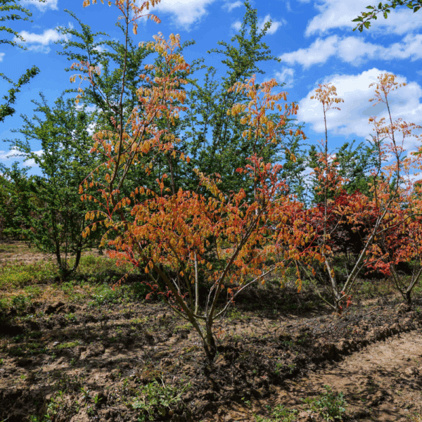 KOELREUTERIA paniculata 'Coral Sun®' – Image 3