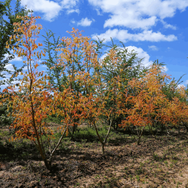KOELREUTERIA paniculata 'Coral Sun®' – Image 7