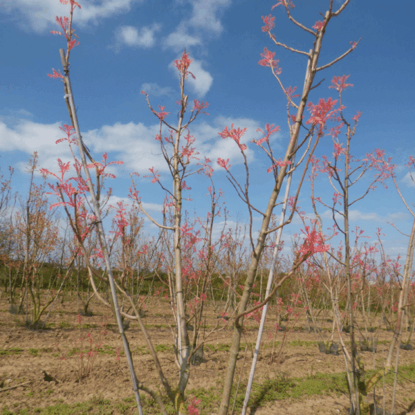 KOELREUTERIA paniculata 'Coral Sun®' – Image 6