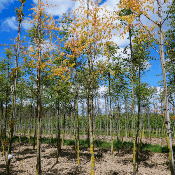 KOELREUTERIA paniculata 'Coral Sun®' – Image 5
