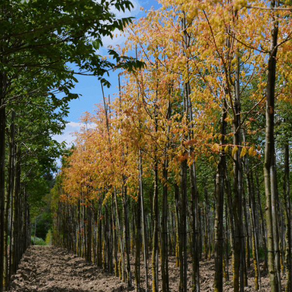 KOELREUTERIA paniculata 'Coral Sun®' – Image 4