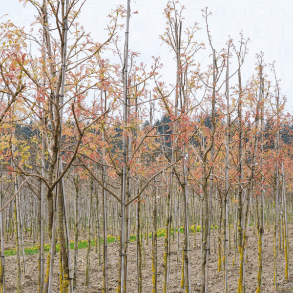 KOELREUTERIA paniculata 'Fastigiata' – Image 2