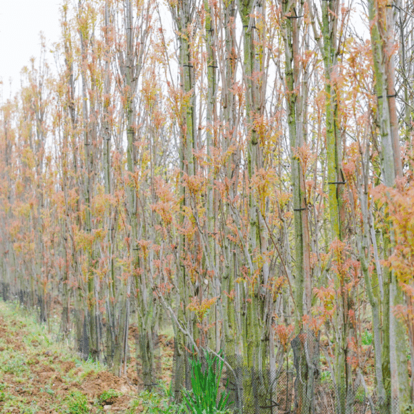 KOELREUTERIA paniculata 'Fastigiata' – Image 4