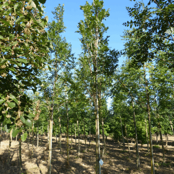 KOELREUTERIA paniculata 'Fastigiata' – Image 3