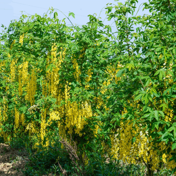 LABURNUM anagyroïdes – Image 6