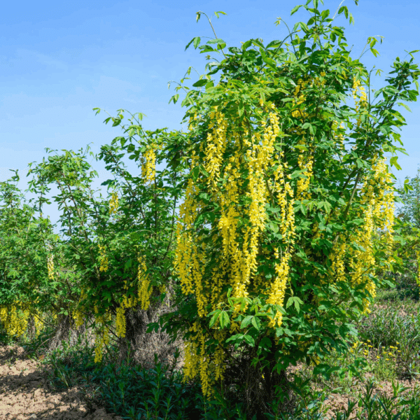 LABURNUM anagyroïdes – Image 4