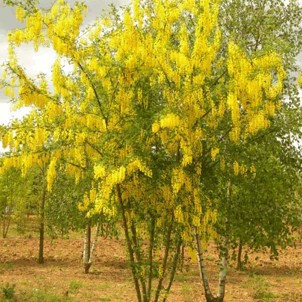 LABURNUM anagyroïdes – Image 2