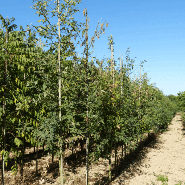 LABURNUM anagyroïdes – Image 5
