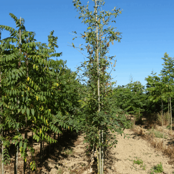 LABURNUM anagyroïdes – Image 3