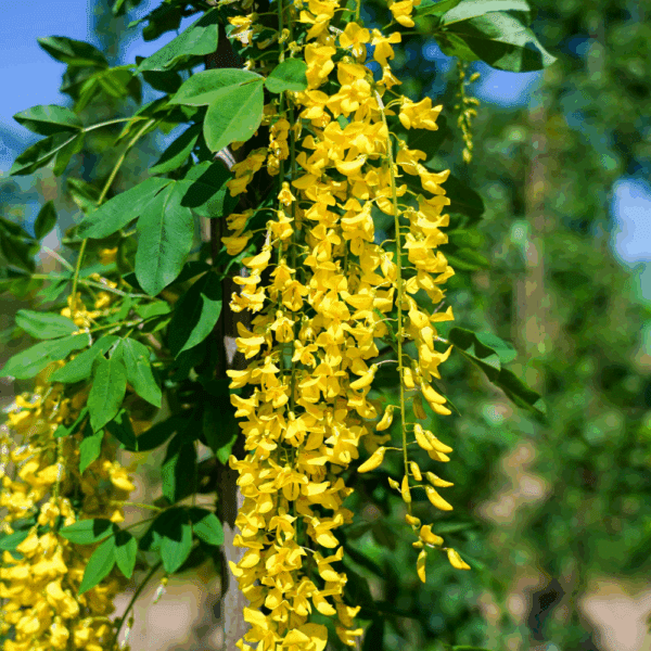 LABURNUM x watereri 'Vossii' – Image 2