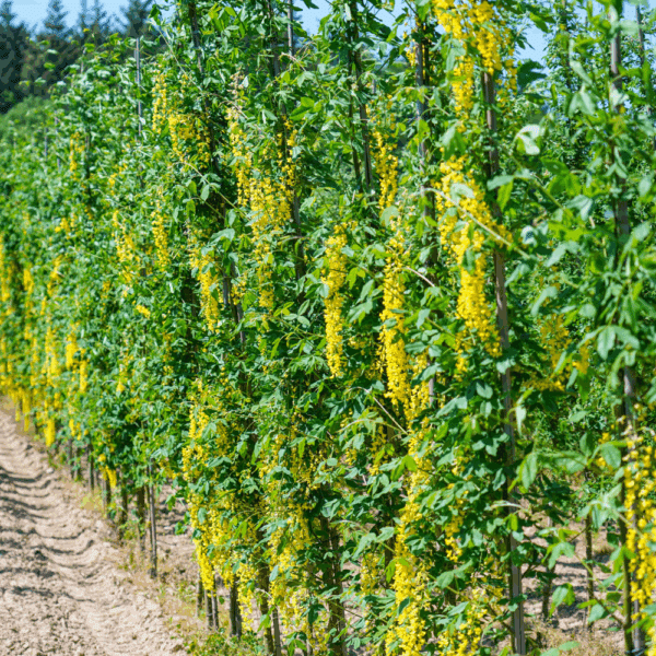 LABURNUM x watereri 'Vossii' – Image 6