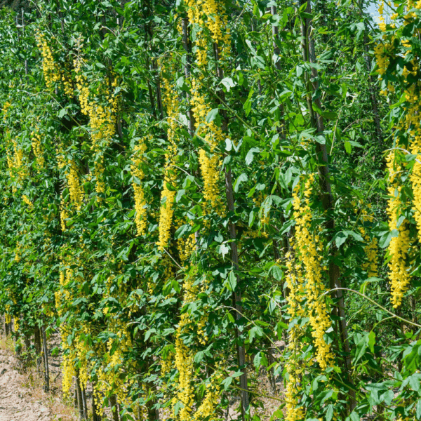 LABURNUM x watereri 'Vossii'