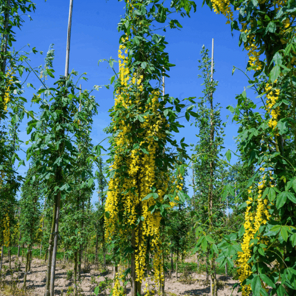 LABURNUM x watereri 'Vossii' – Image 3