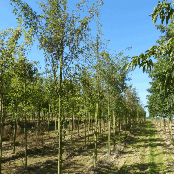 LABURNUM x watereri 'Vossii' – Image 4