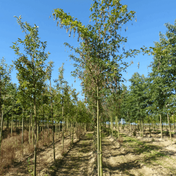 LABURNUM x watereri 'Vossii' – Image 5