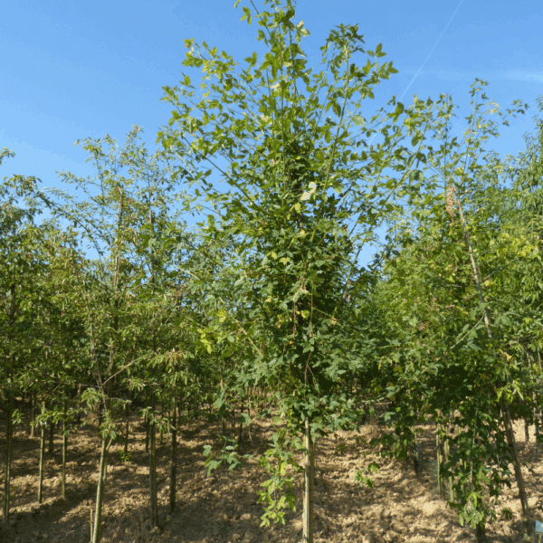 LABURNUM x watereri 'Vossii' – Image 7