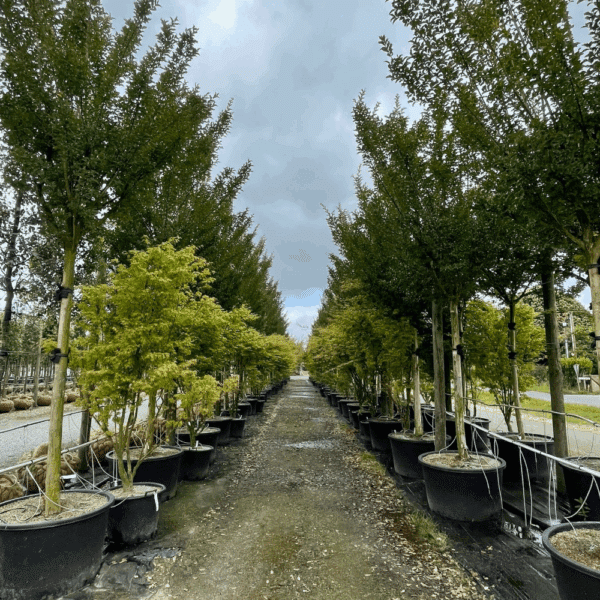 LAGERSTROEMIA indica 'Maïté Red' – Image 2