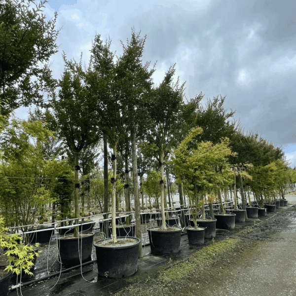 LAGERSTROEMIA indica 'Maïté Red' – Image 4