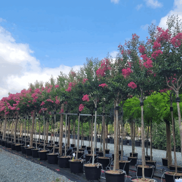 LAGERSTROEMIA indica – Image 2