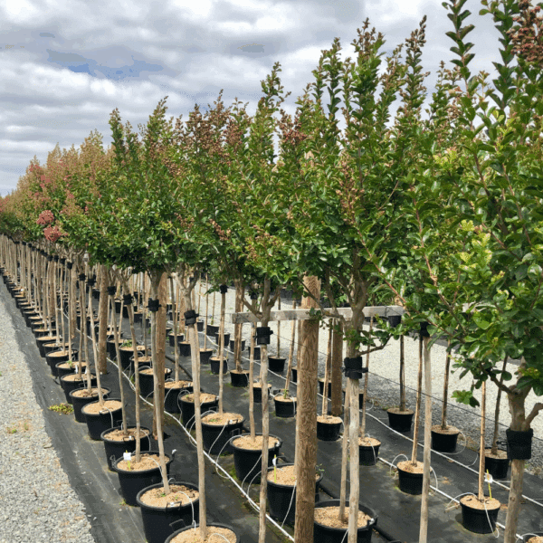 LAGERSTROEMIA indica – Image 3