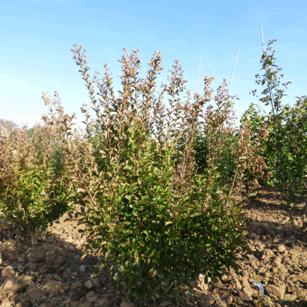 LAGERSTROEMIA indica – Image 6