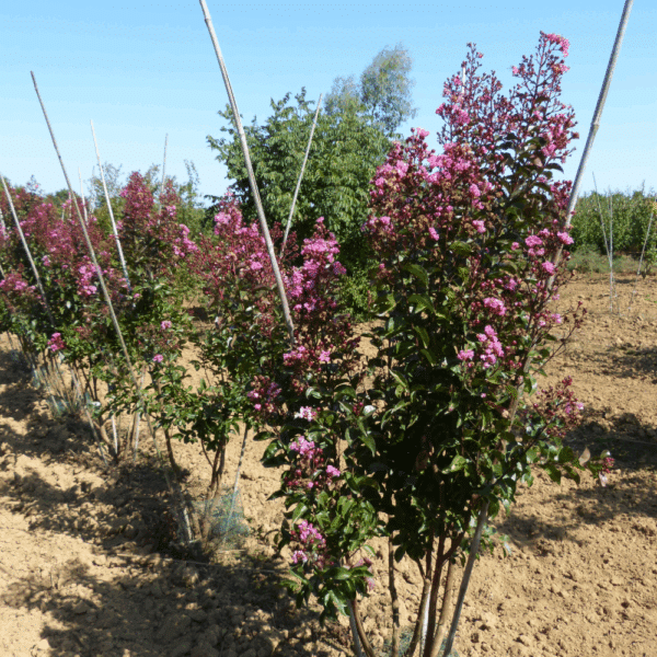 LAGERSTROEMIA indica – Image 7