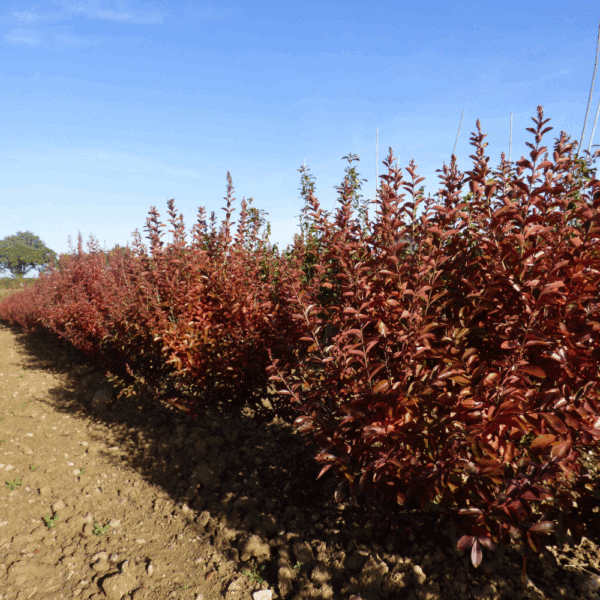 LAGERSTROEMIA indica – Image 5