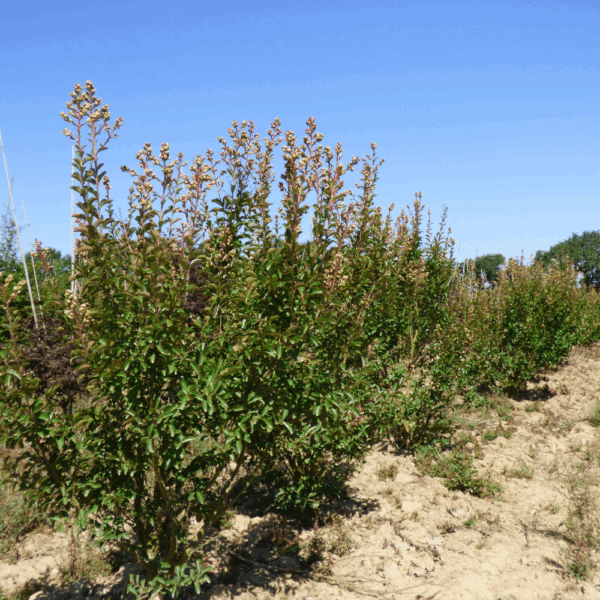 LAGERSTROEMIA indica – Image 4