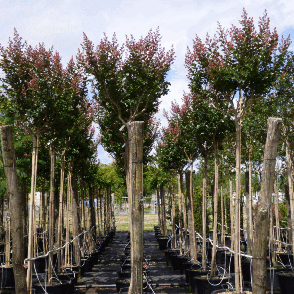 LAGERSTROEMIA indica BRAISE D'ETE® 'Indybra®' – Image 3