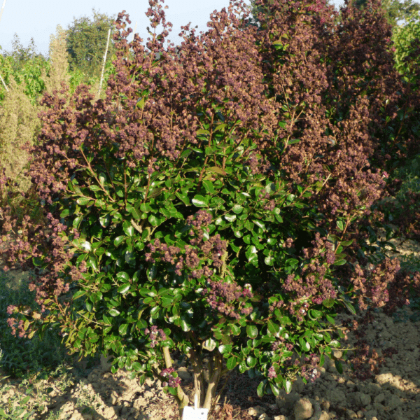 LAGERSTROEMIA indica BRAISE D'ETE® 'Indybra®' – Image 2