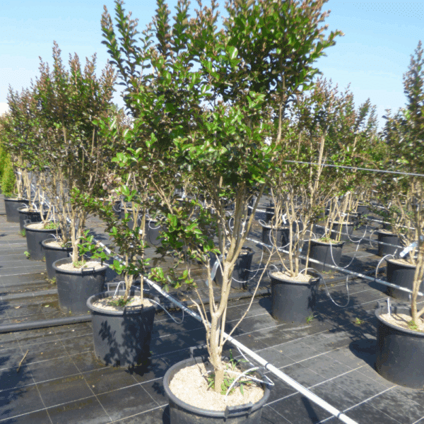 LAGERSTROEMIA indica FUSCHIA D'ETE® 'Indyfus®' – Image 4