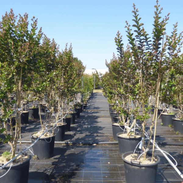 LAGERSTROEMIA indica FUSCHIA D'ETE® 'Indyfus®' – Image 2