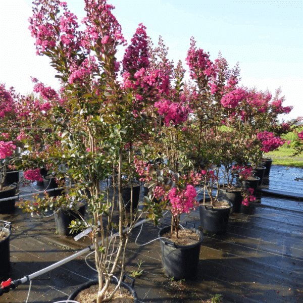 LAGERSTROEMIA indica FUSCHIA D'ETE® 'Indyfus®' – Image 3