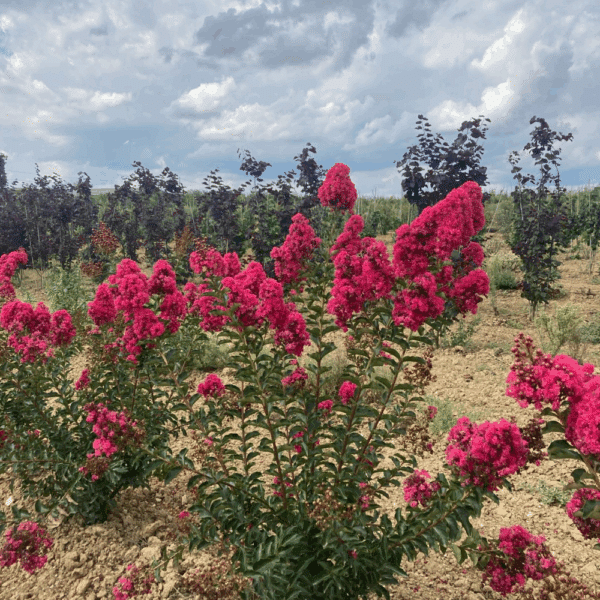 LAGERSTROEMIA indica GRAND CRU® – Image 2